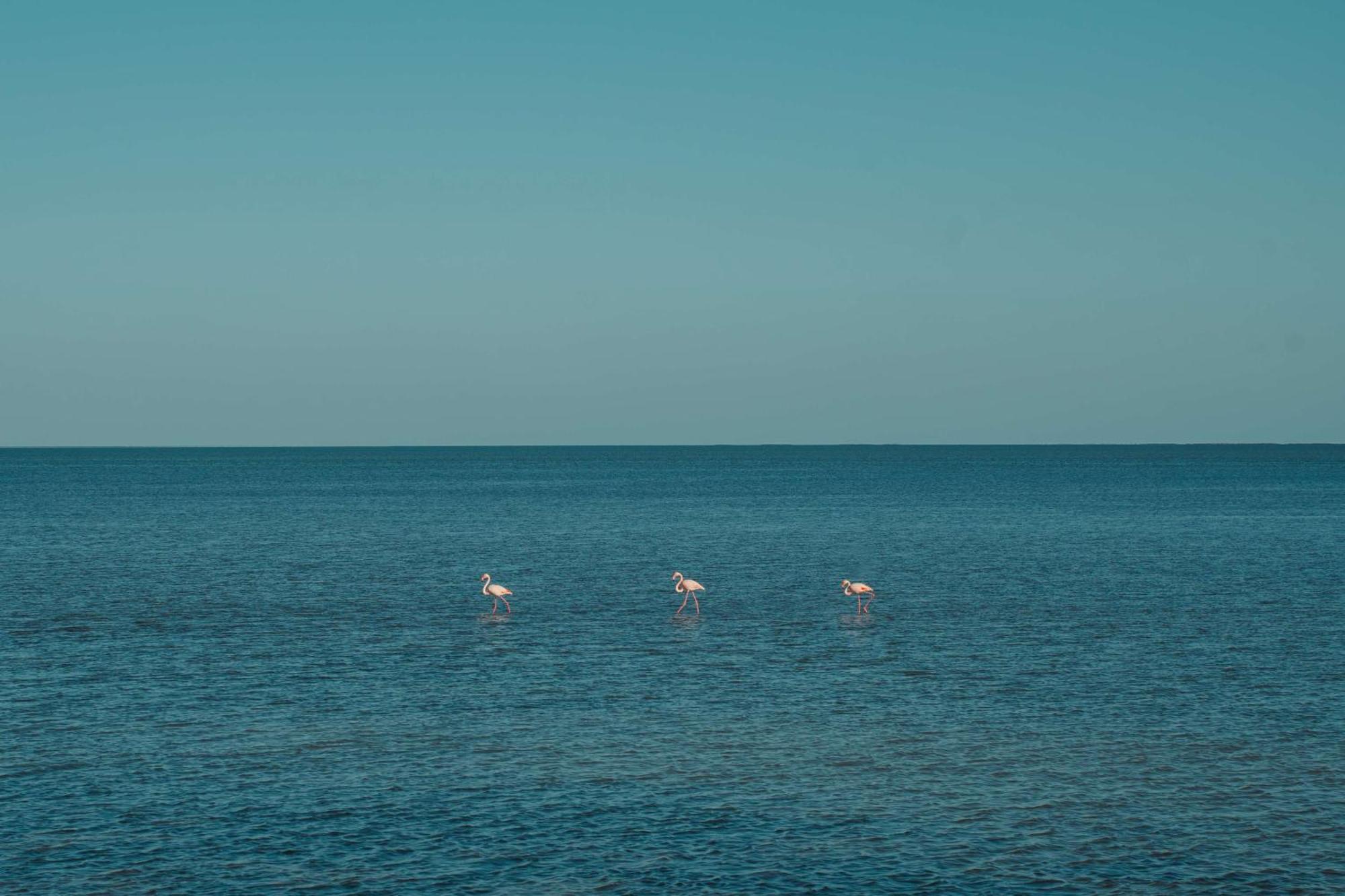 杰尔巴皇宫丽笙度假酒店及海水浴 迈来亚 外观 照片 Flamingoes in the Gulf of Aqaba